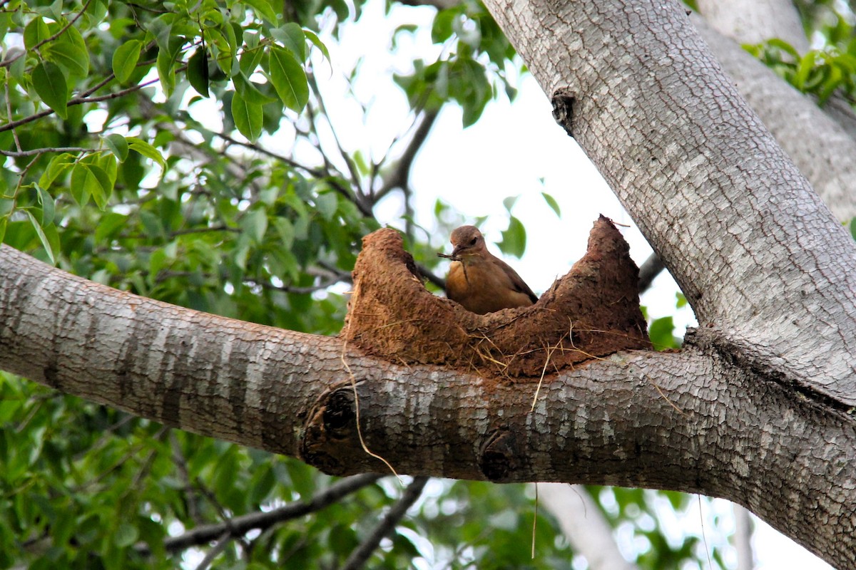 Rufous Hornero - ML611753890