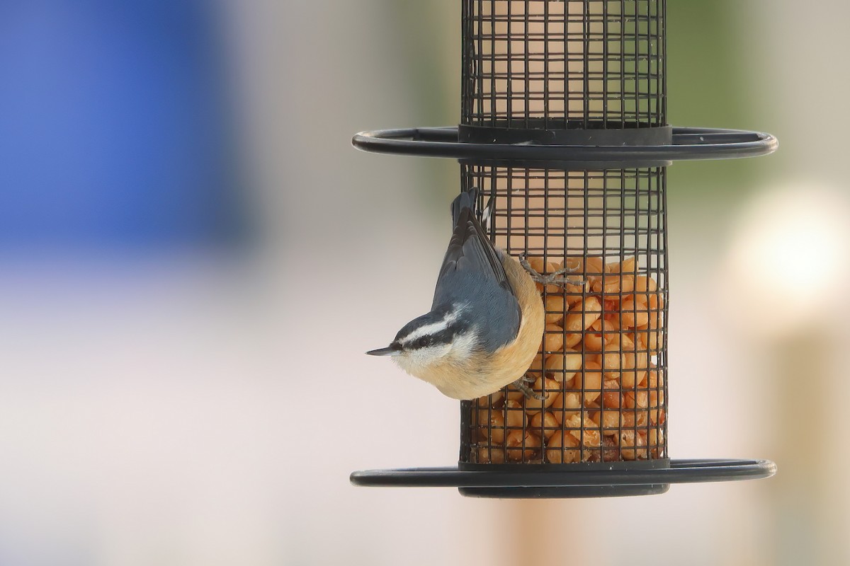 Red-breasted Nuthatch - ML611753892