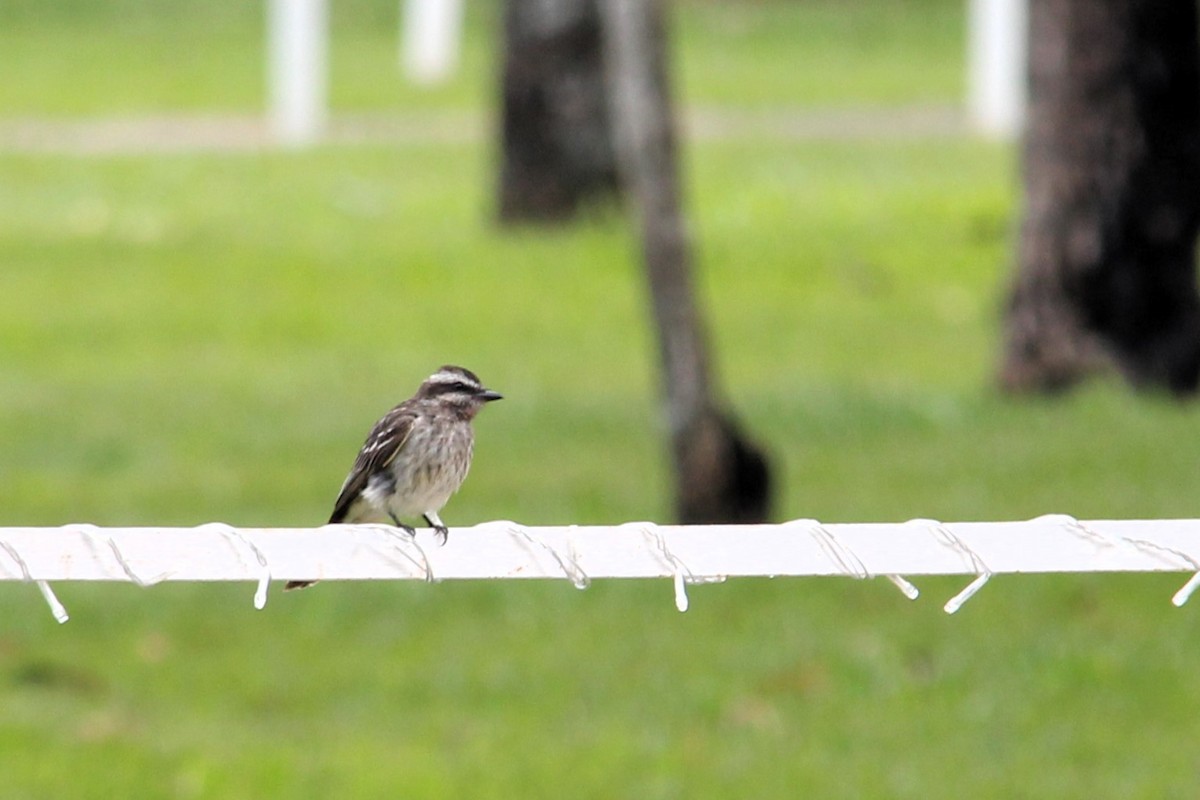 Variegated Flycatcher - ML611753916