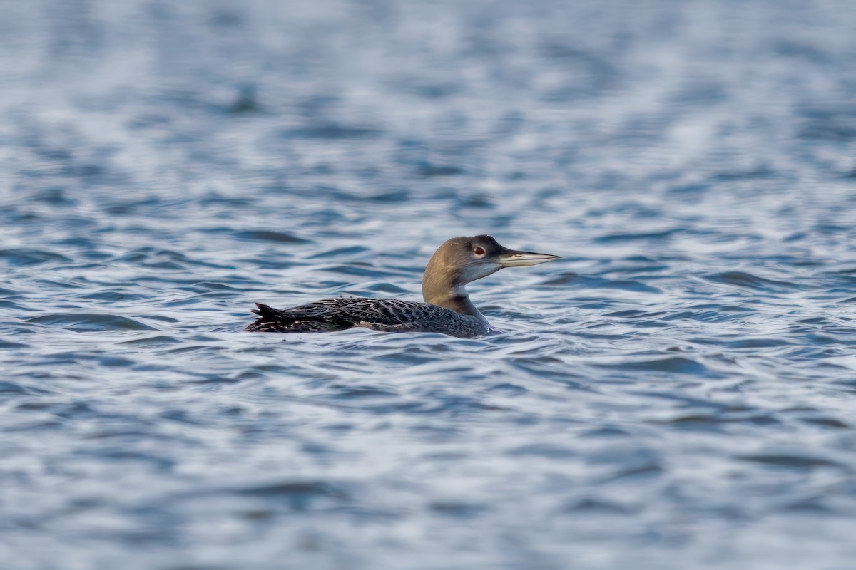 Common Loon - Dylan Buell