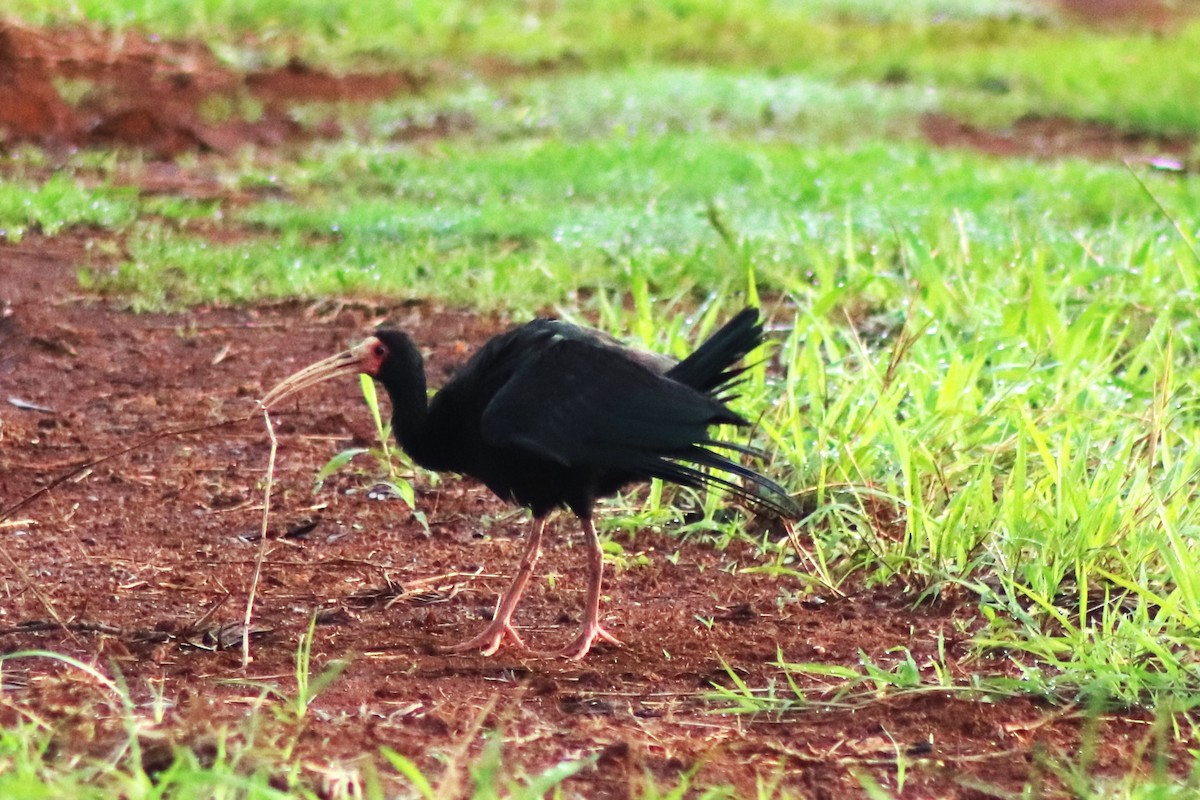 rødmaskeibis - ML611754124