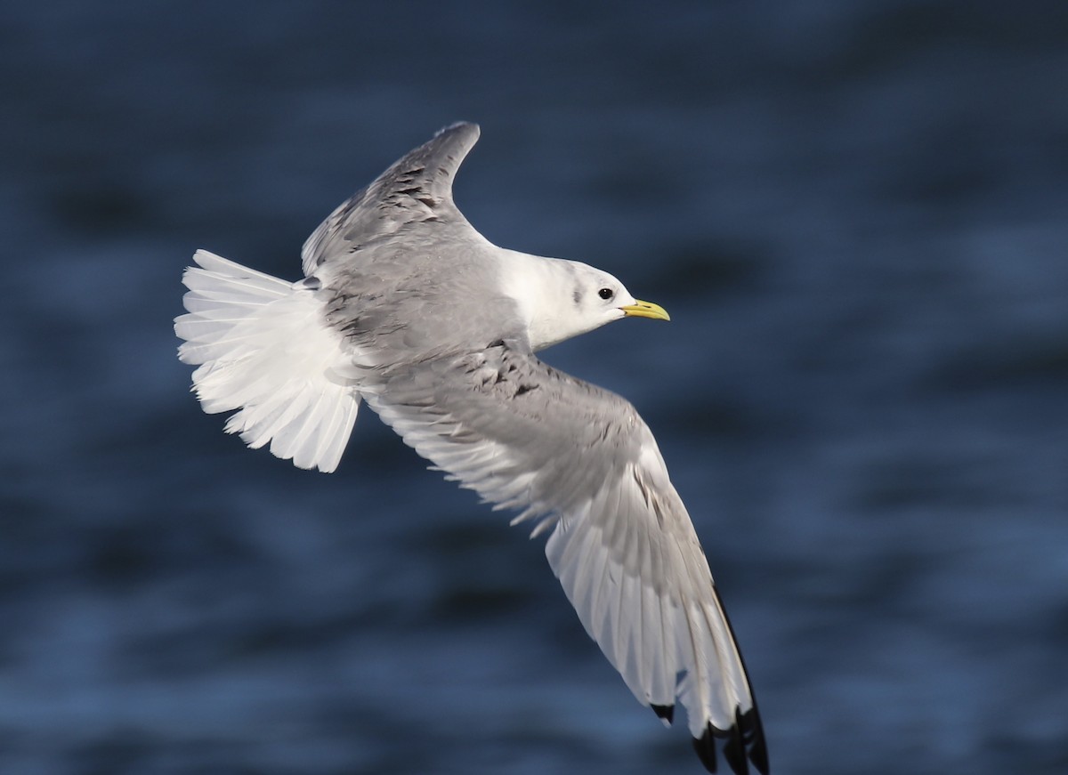 Black-legged Kittiwake - ML611754151