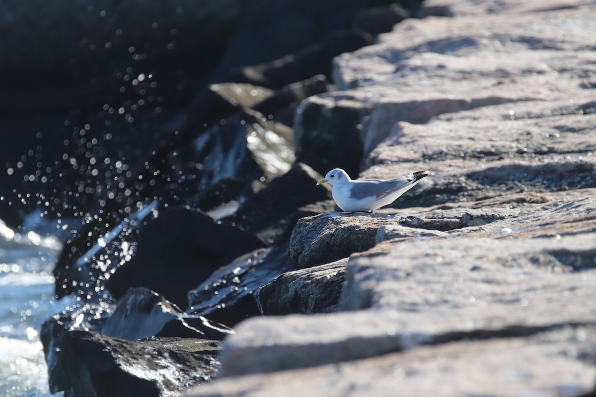 Black-legged Kittiwake - ML611754152