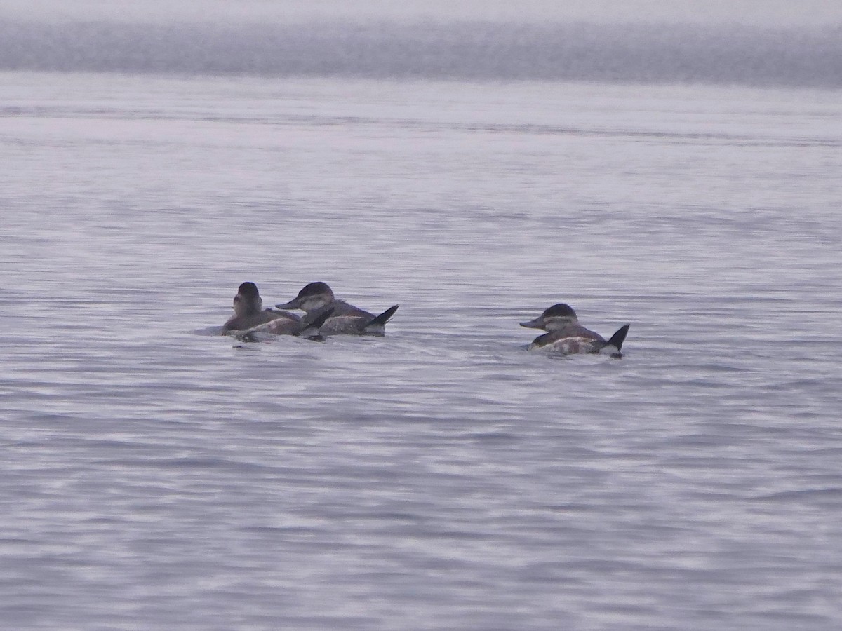 Ruddy Duck - ML611754207