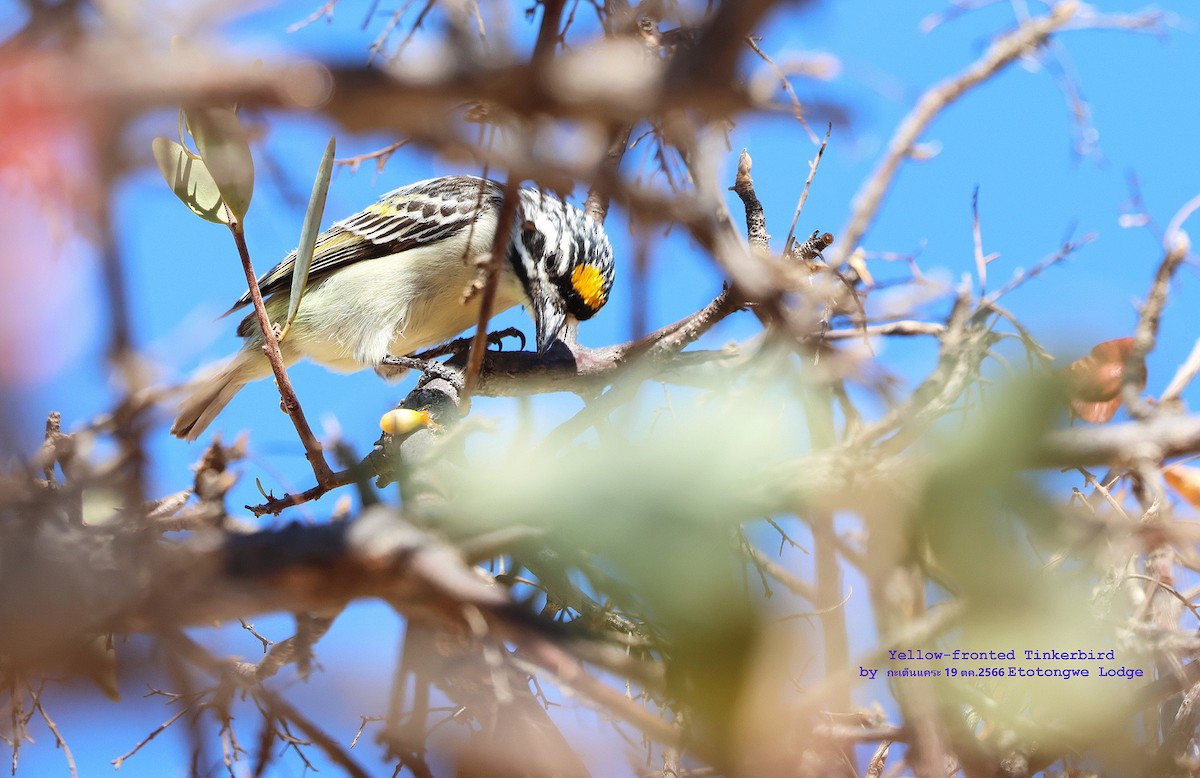 Yellow-fronted Tinkerbird - Argrit Boonsanguan