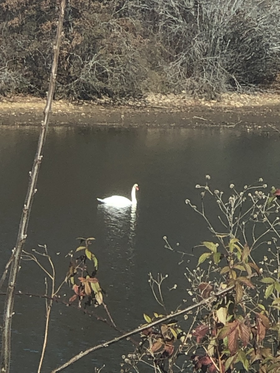 Mute Swan - ML611754284