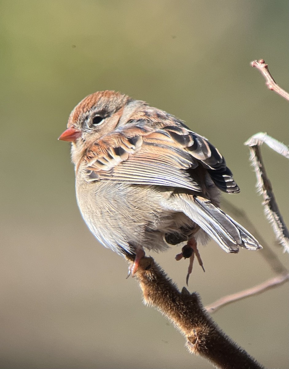 Field Sparrow - ML611754360