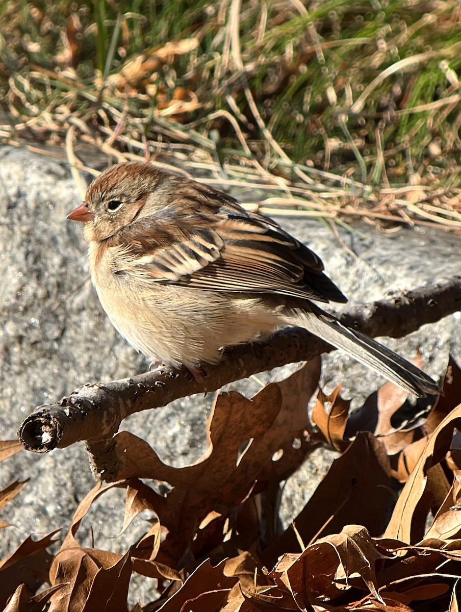 Field Sparrow - ML611754361