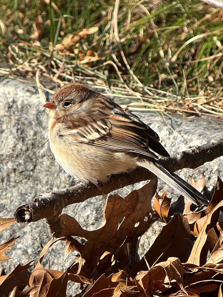 Field Sparrow - ML611754362
