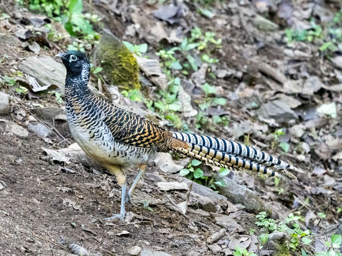 Lady Amherst's Pheasant - Michael & Ellen LAM