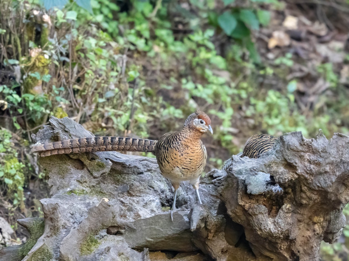 Lady Amherst's Pheasant - Michael & Ellen LAM