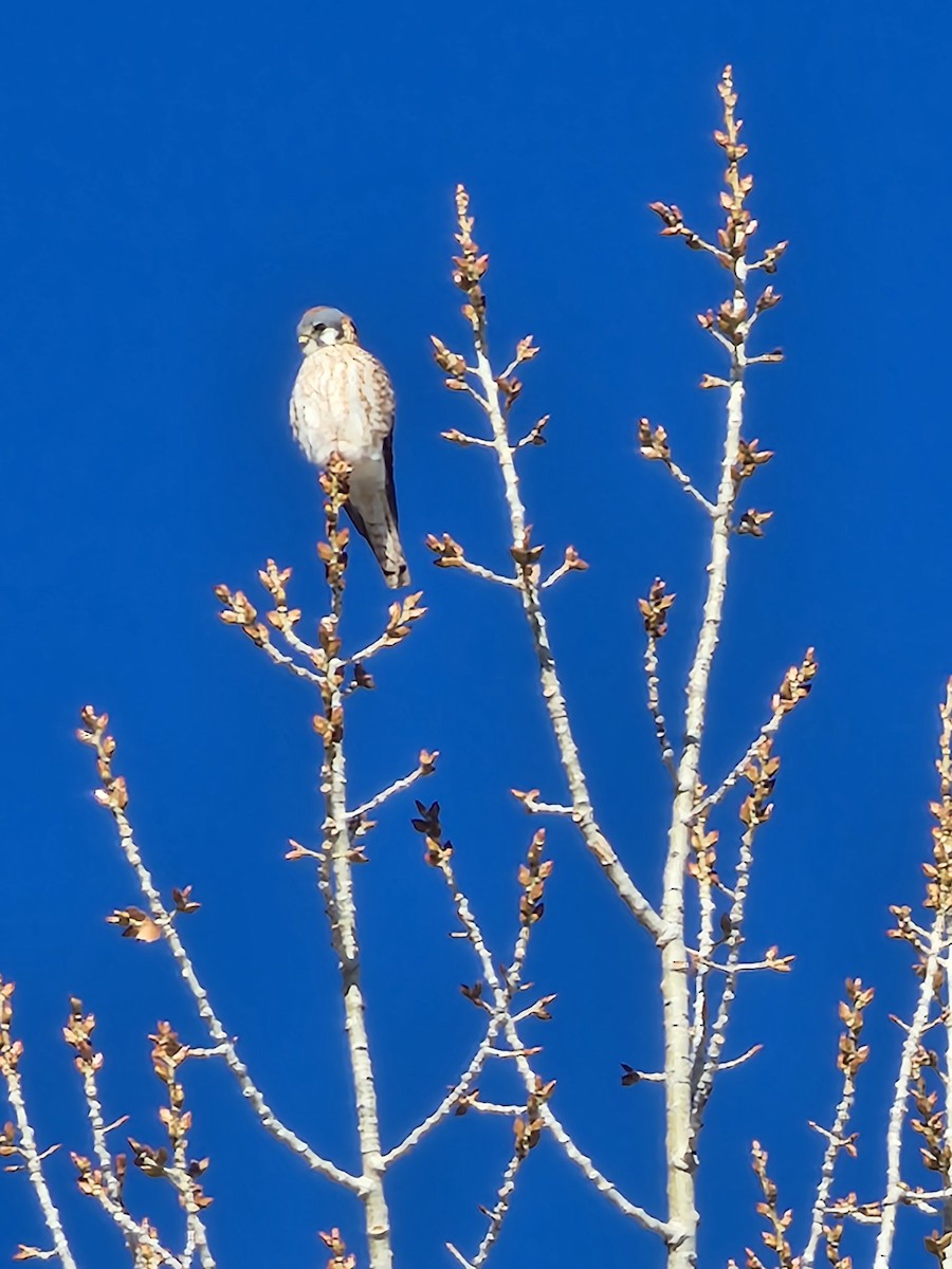 American Kestrel - ML611754372