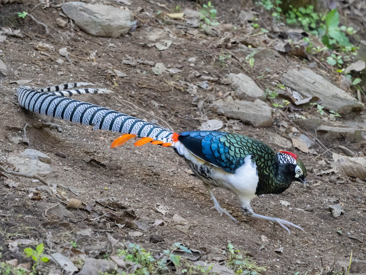 Lady Amherst's Pheasant - ML611754381