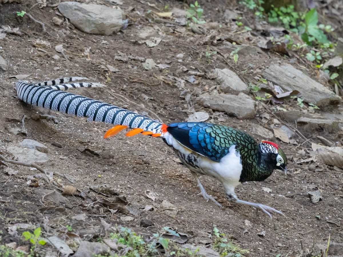 Lady Amherst's Pheasant - Michael & Ellen LAM