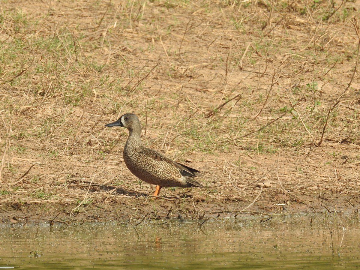 Blue-winged Teal - ML611754396