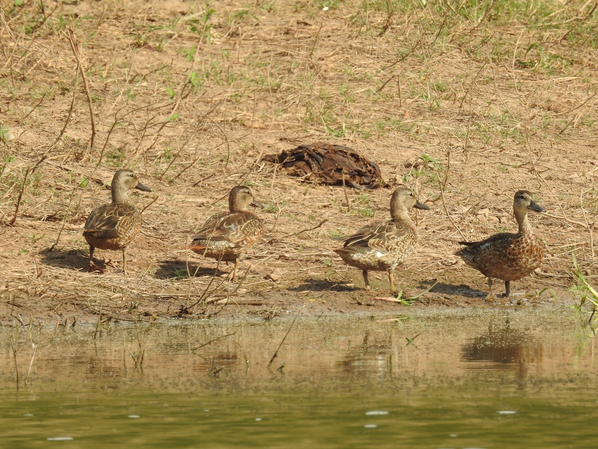 Blue-winged Teal - ML611754398