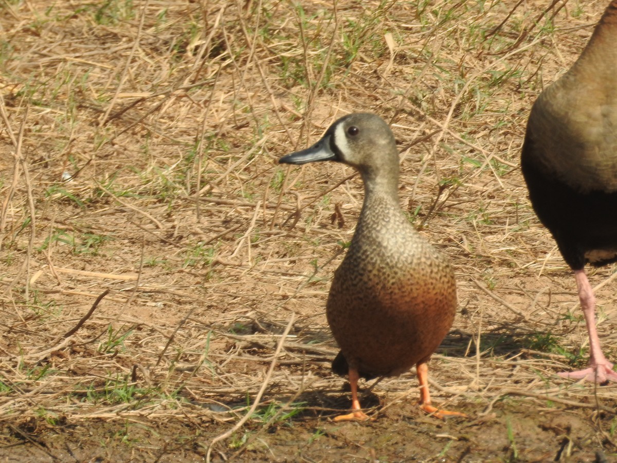 Blue-winged Teal - ML611754400