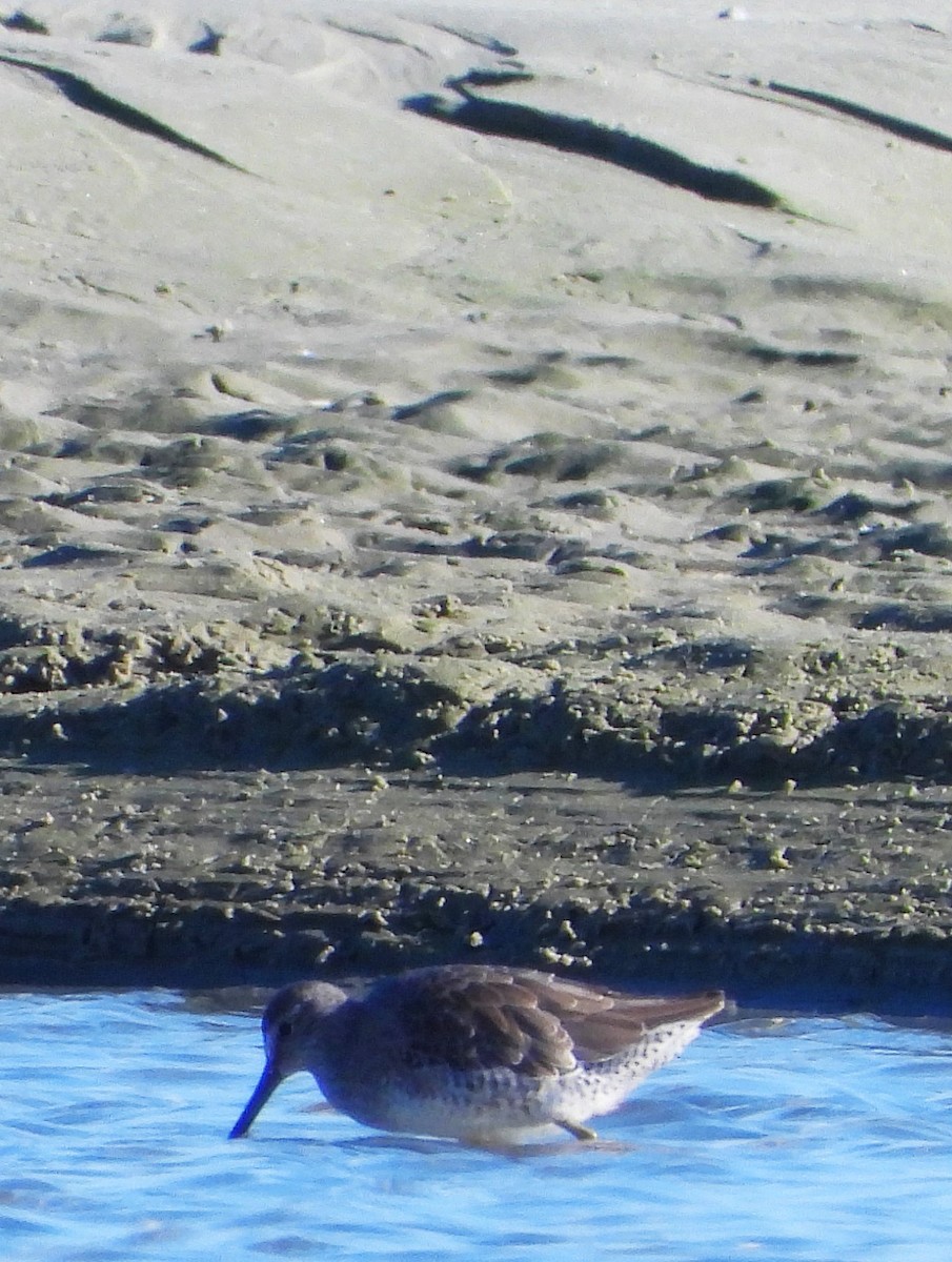 Short-billed Dowitcher - ML611754446