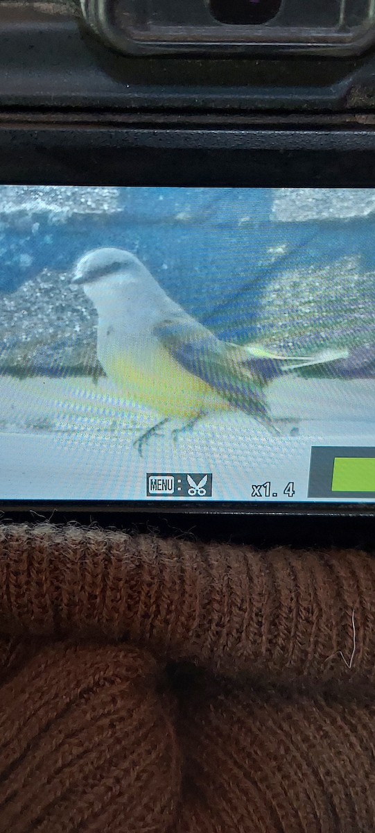 Western Kingbird - ML611754472