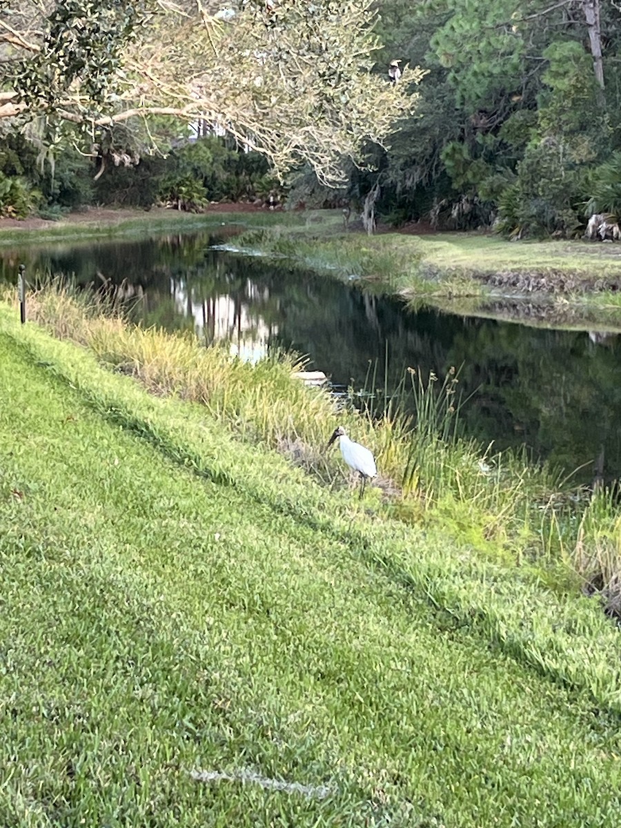Wood Stork - ML611754506