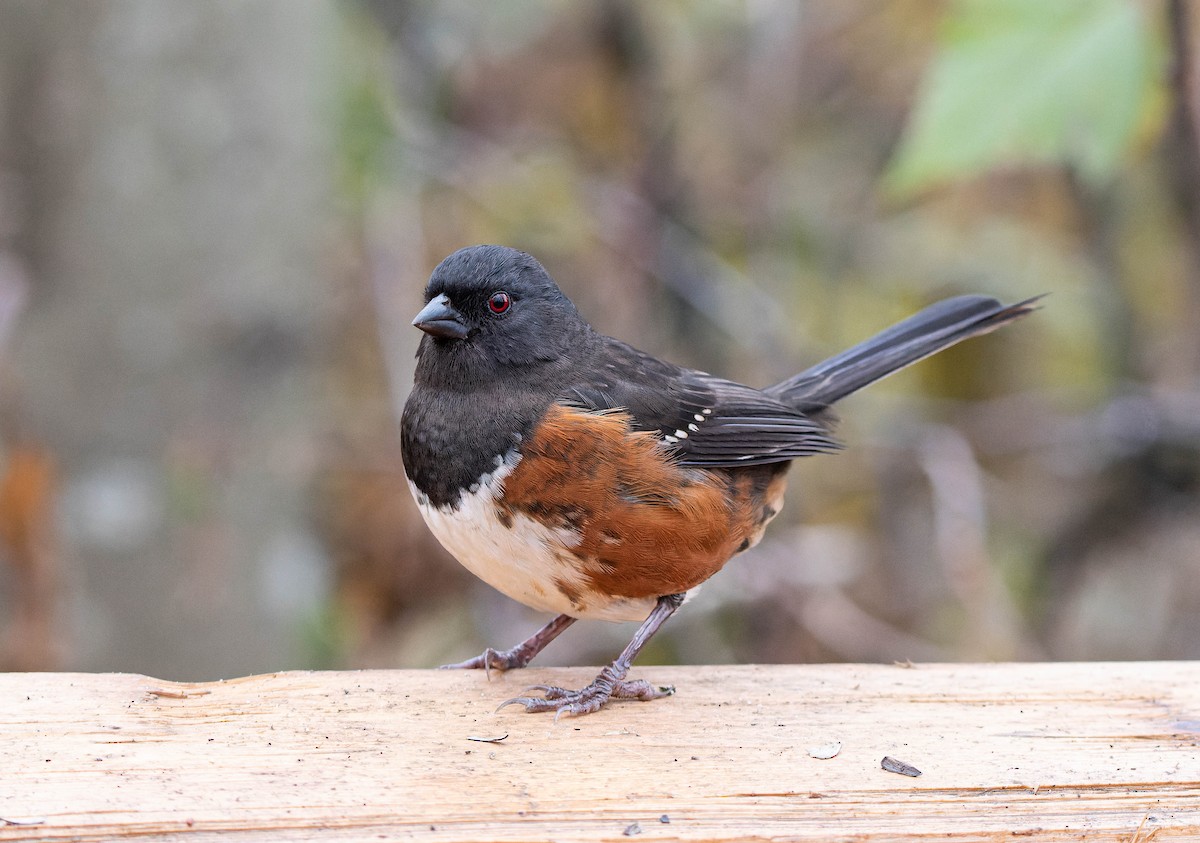 Spotted Towhee - ML611754510