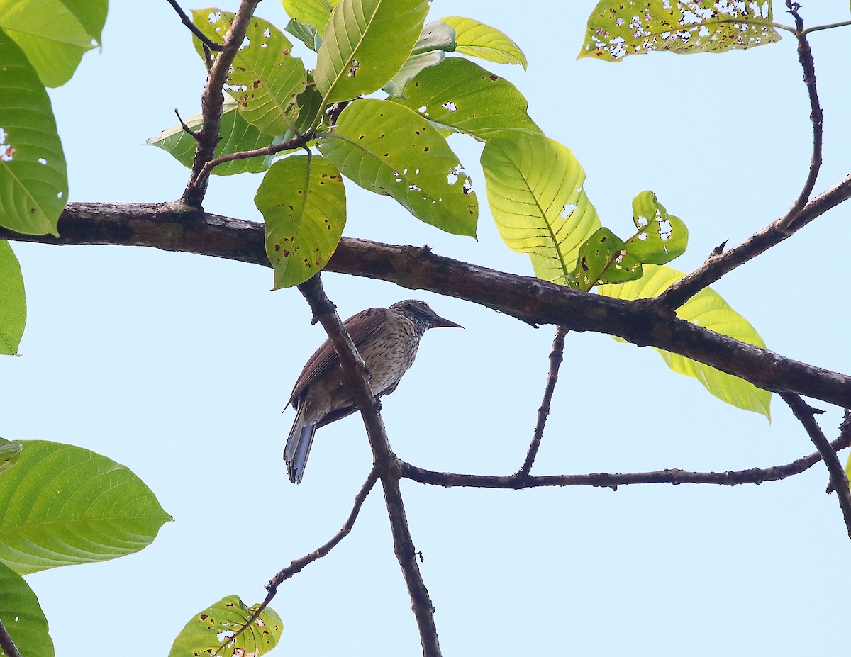 Brown Oriole - ML611754542