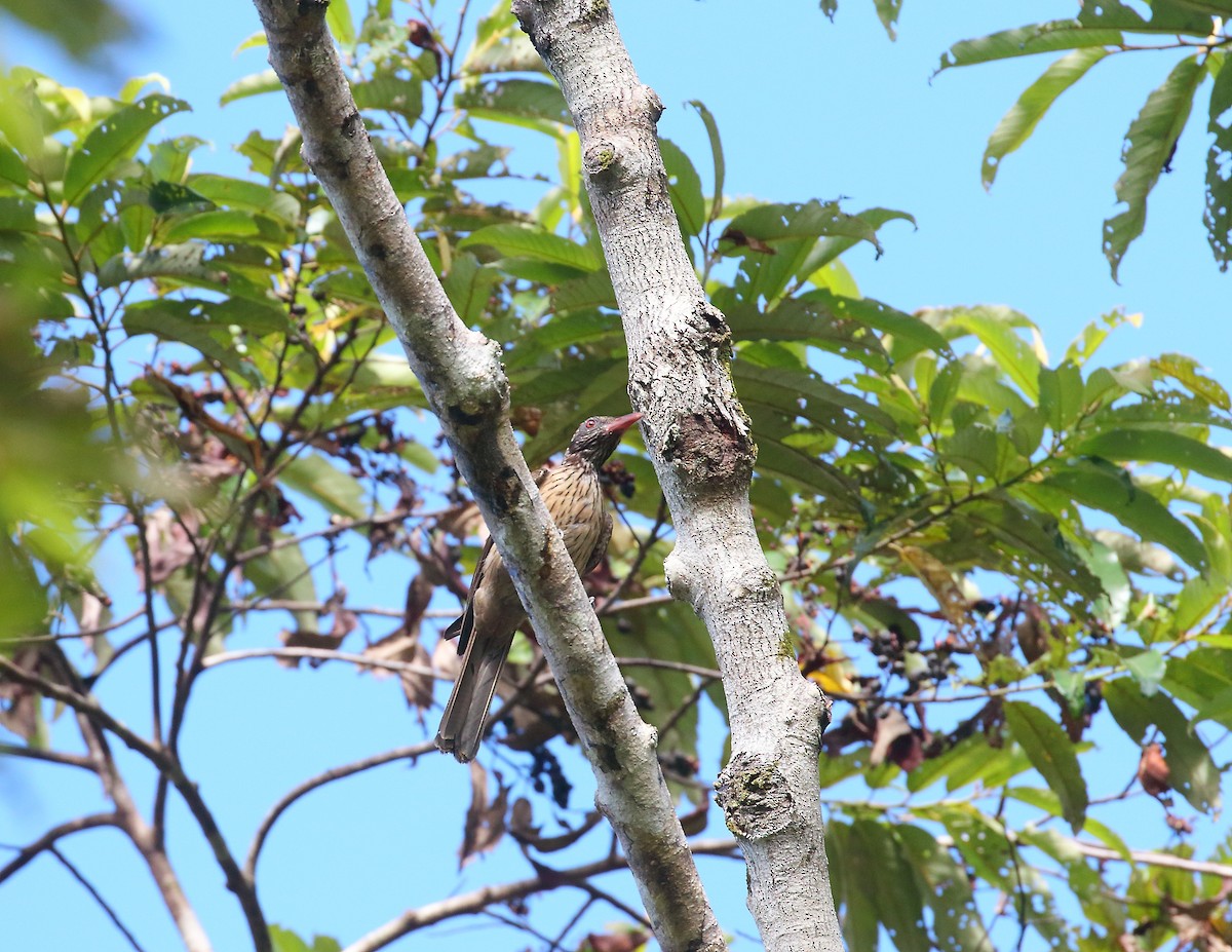 Brown Oriole - ML611754546