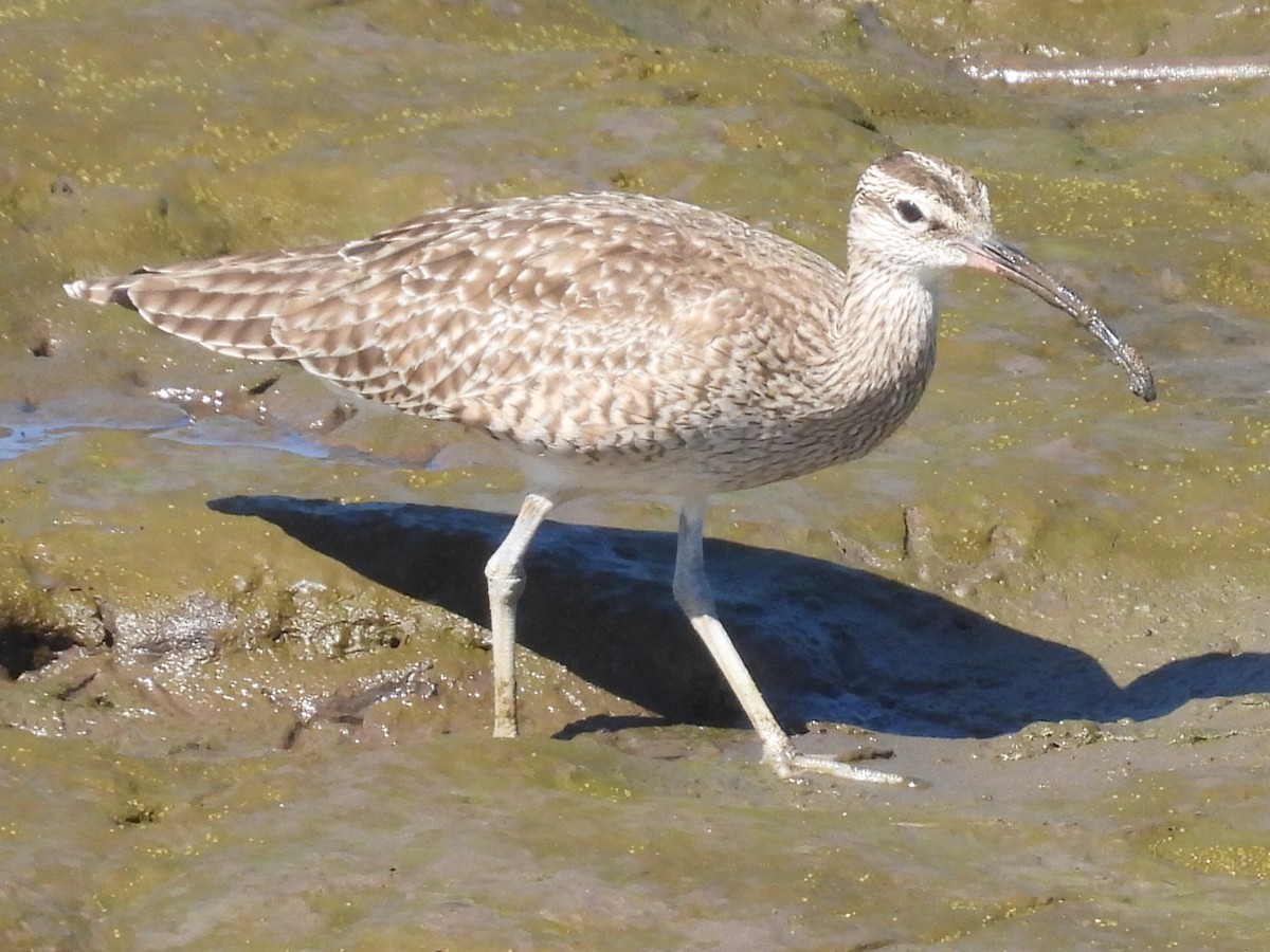 Whimbrel - Adlai Meneses