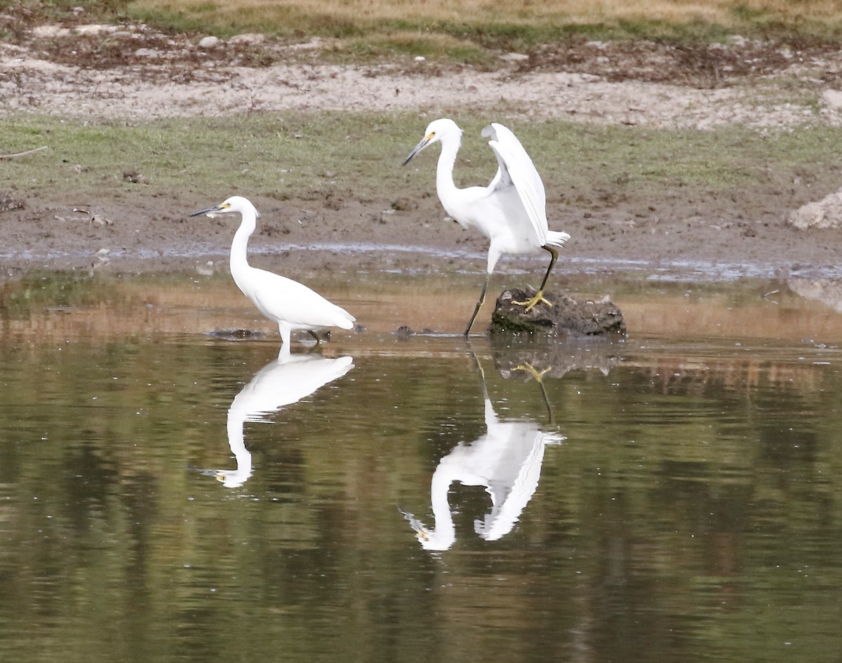 Snowy Egret - Pamela Barton