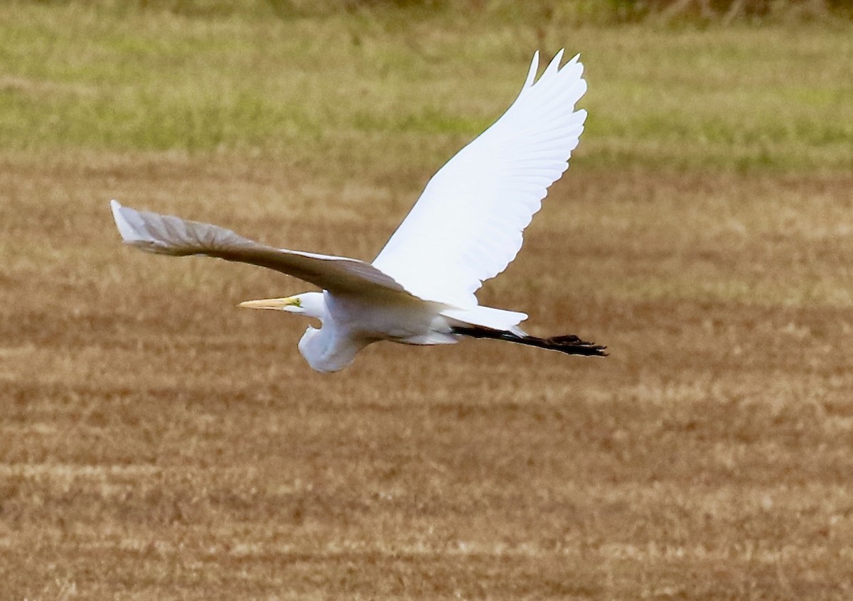 Great Egret - Pamela Barton