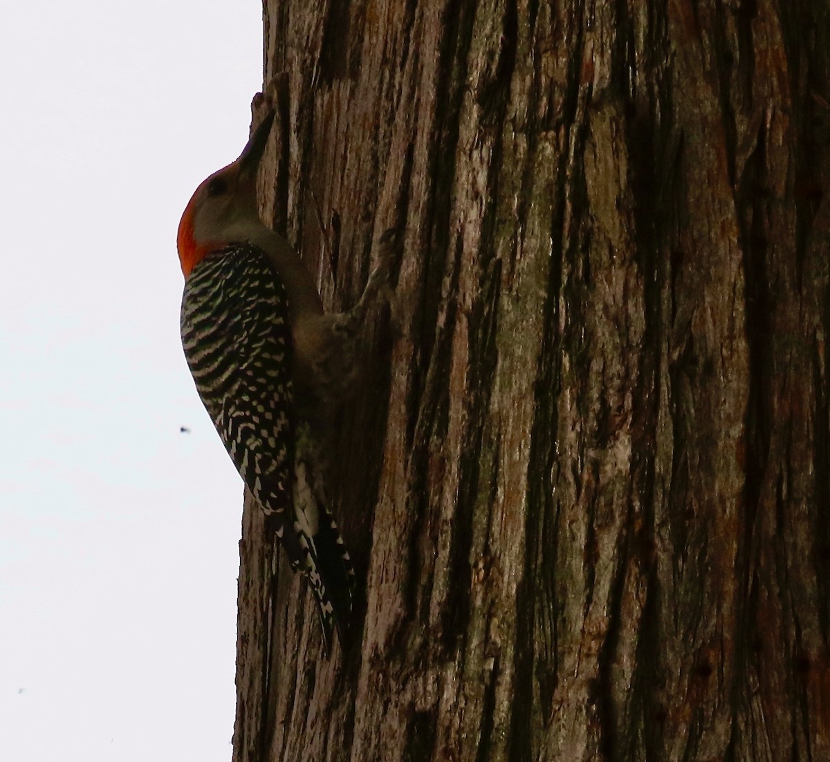 Red-bellied Woodpecker - Pamela Barton