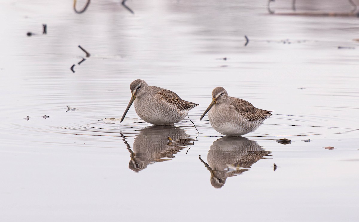 Long-billed Dowitcher - ML611754737