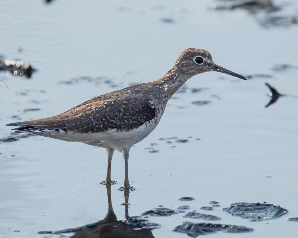 Solitary Sandpiper - ML611754763