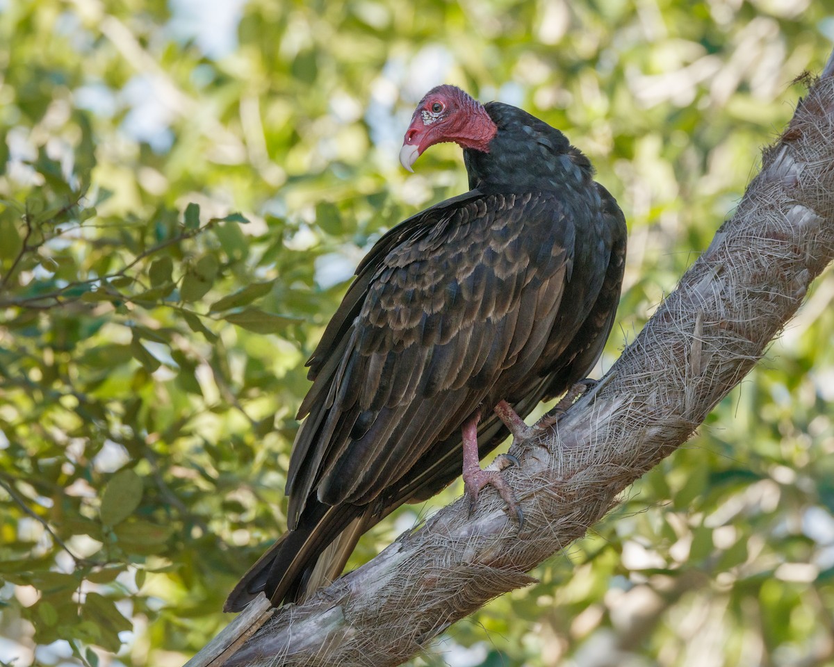 Turkey Vulture - ML611754770