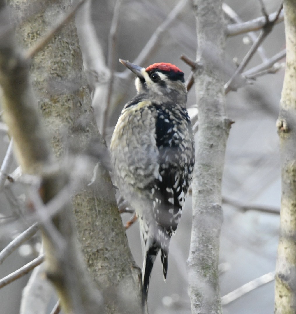 Yellow-bellied Sapsucker - ML611754832