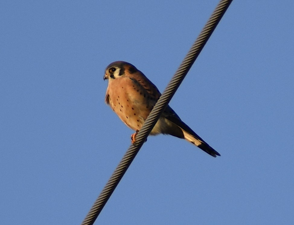 American Kestrel - ML611754862