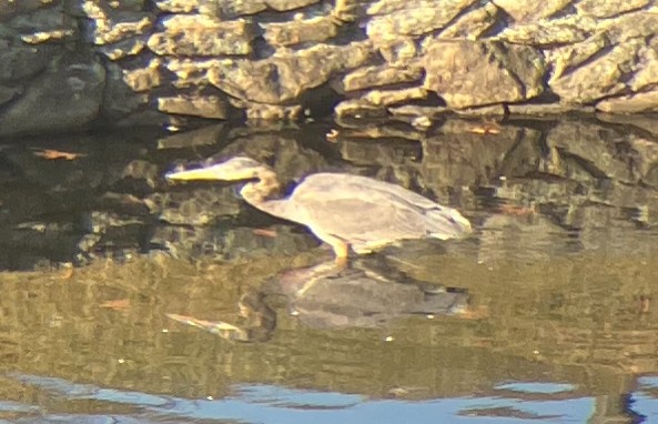 Great Blue Heron - ML611754882