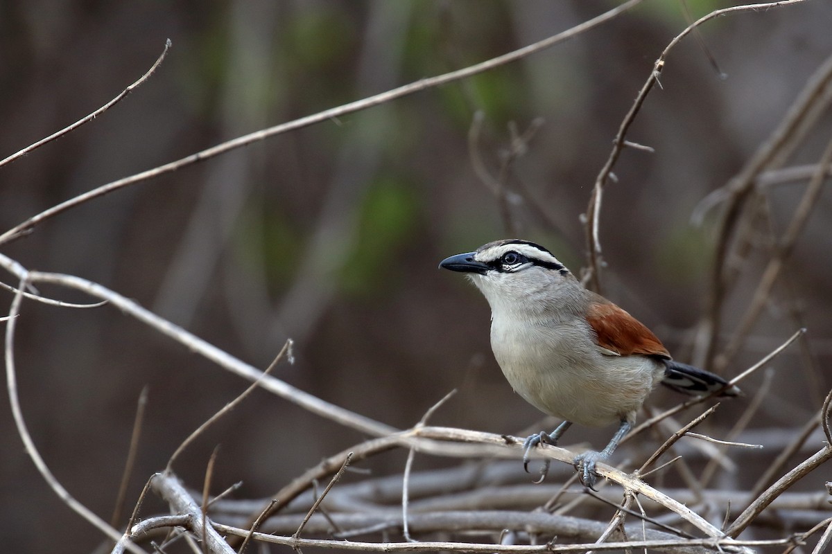 Black-crowned Tchagra - ML611755013