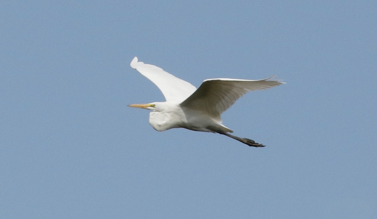 Great Egret - Pamela Barton