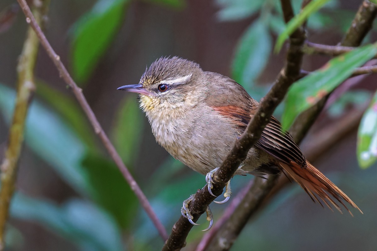 Olive Spinetail - ML611755025