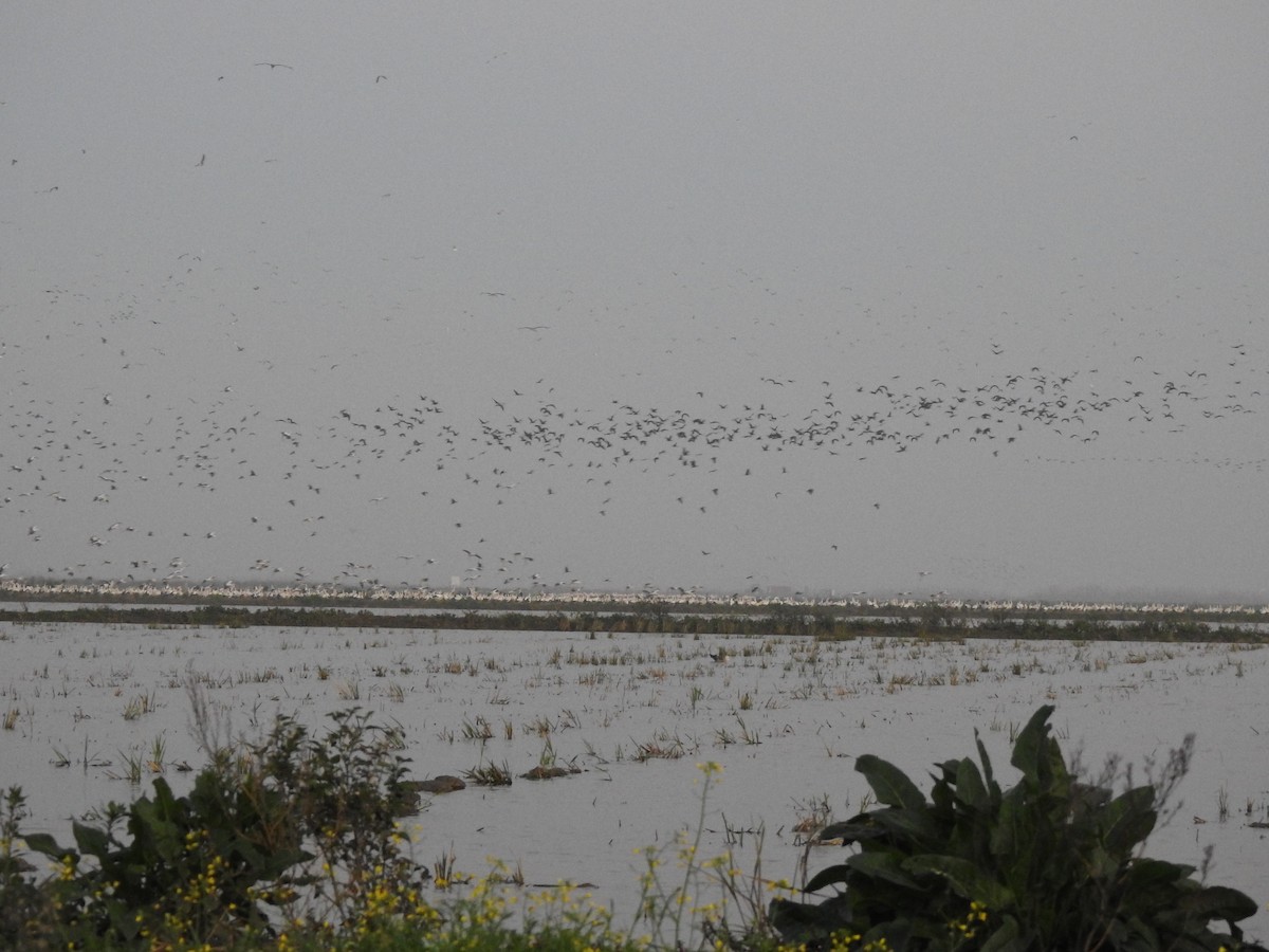 White Stork - ML611755204