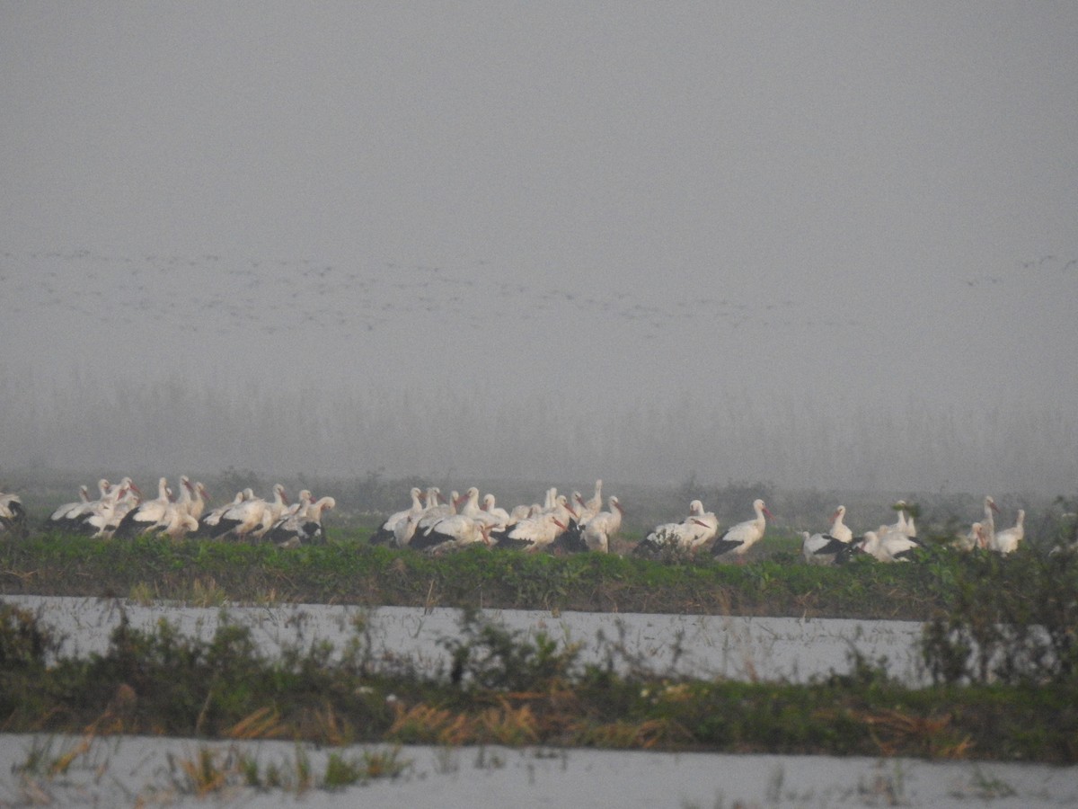 White Stork - ML611755206