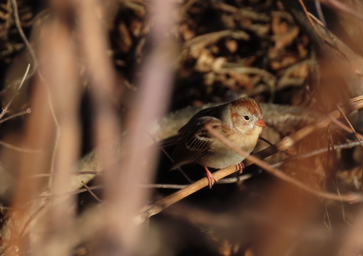 Field Sparrow - ML611755308
