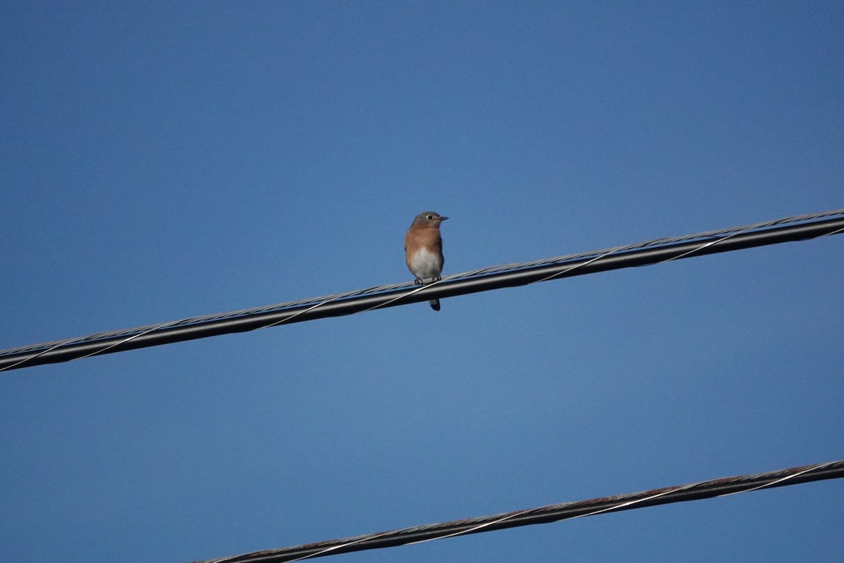 Eastern Bluebird - Mary Kimberly