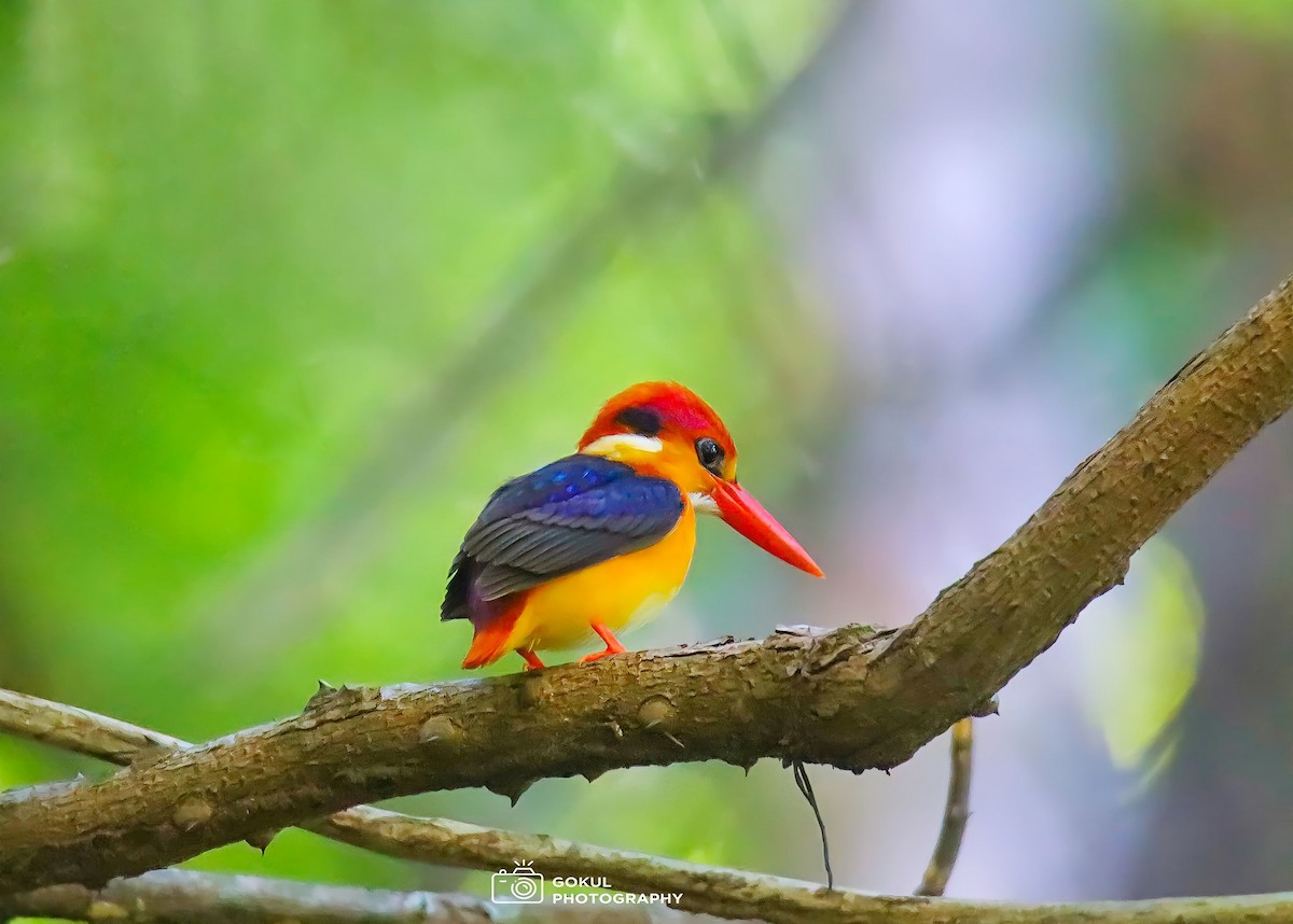 Black-backed Dwarf-Kingfisher - ML611755432