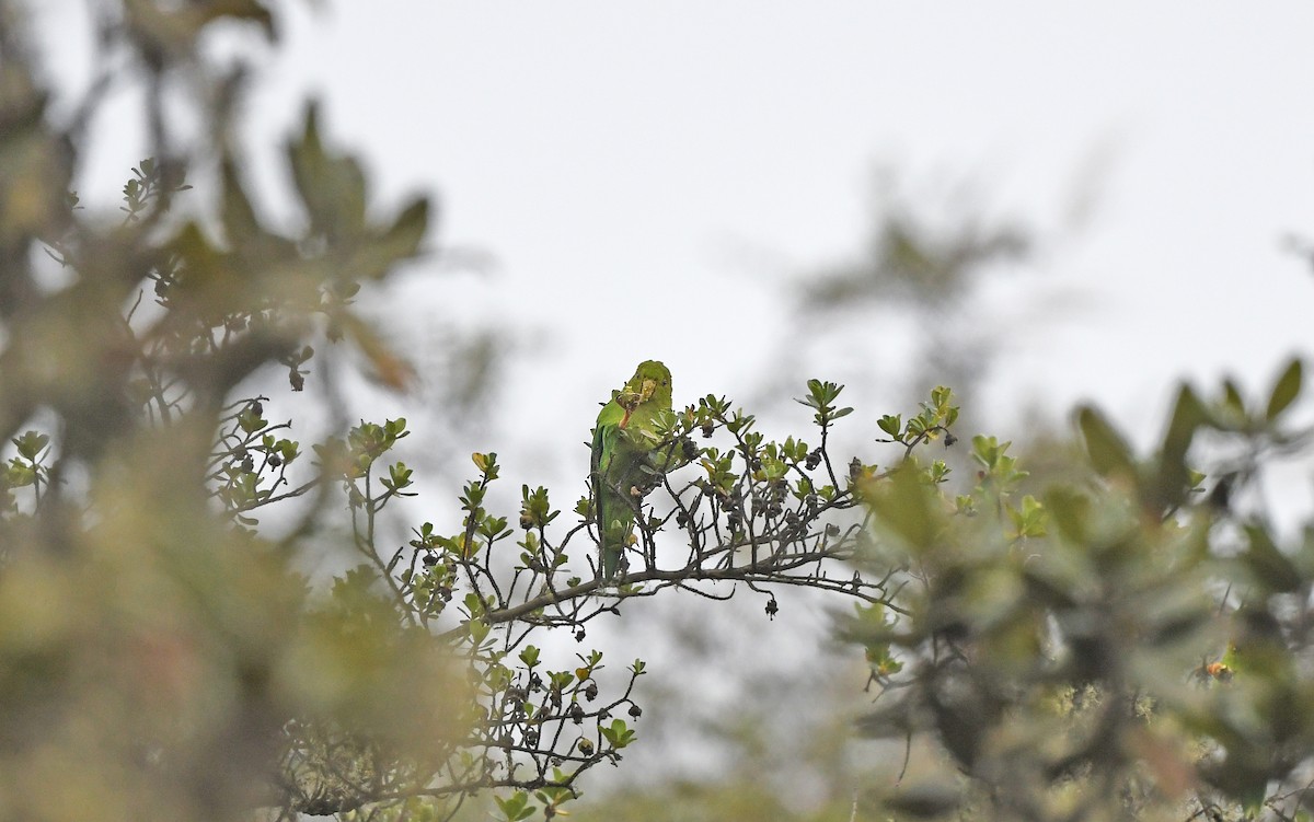 Andean Parakeet - ML611755485