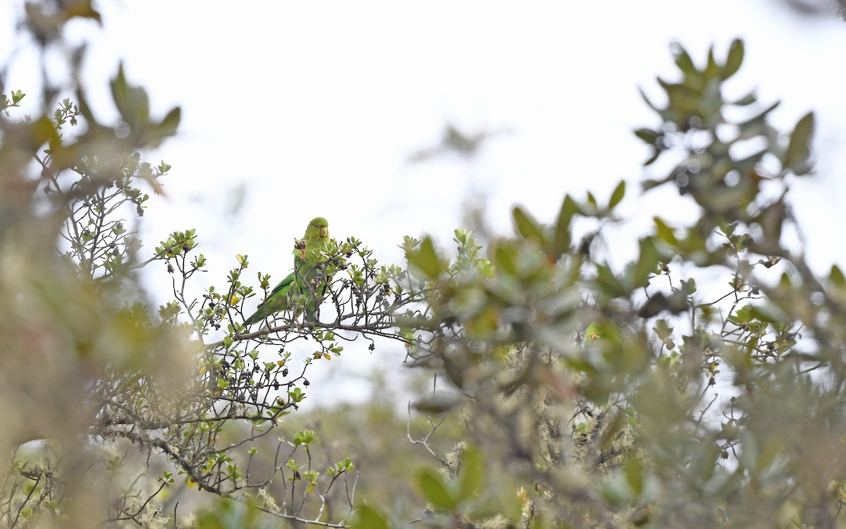 Andean Parakeet - ML611755488