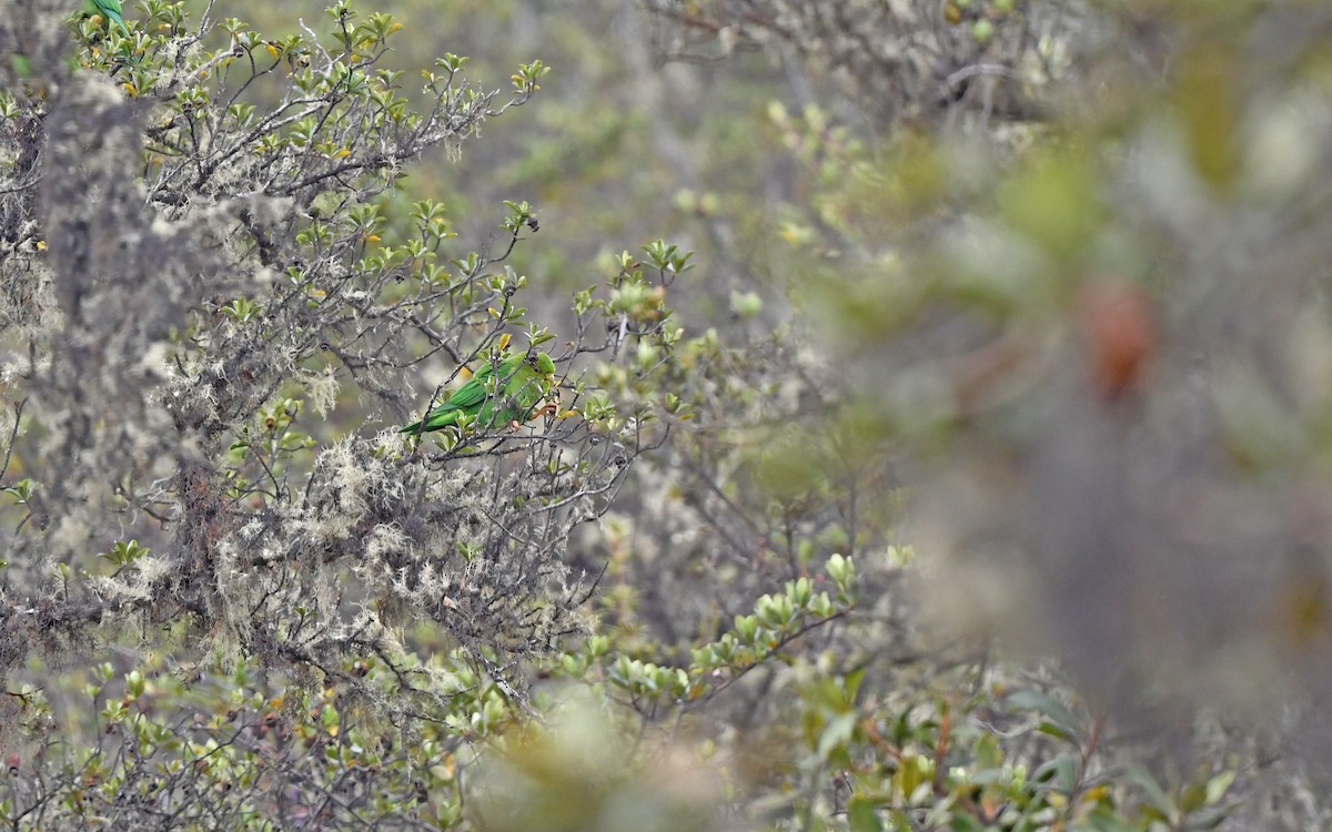 Andean Parakeet - ML611755489