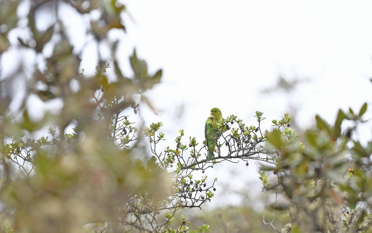 Andean Parakeet - ML611755491