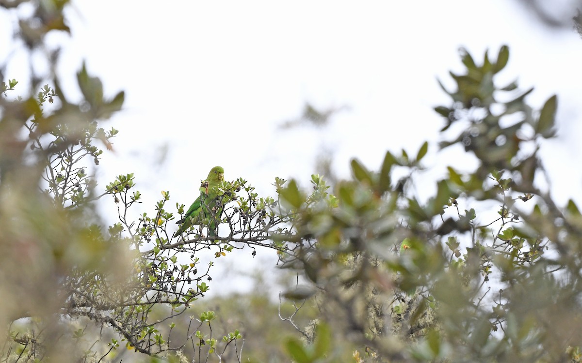 Andean Parakeet - ML611755492